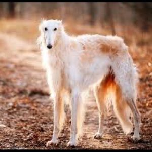 Meet your Posher, Eva